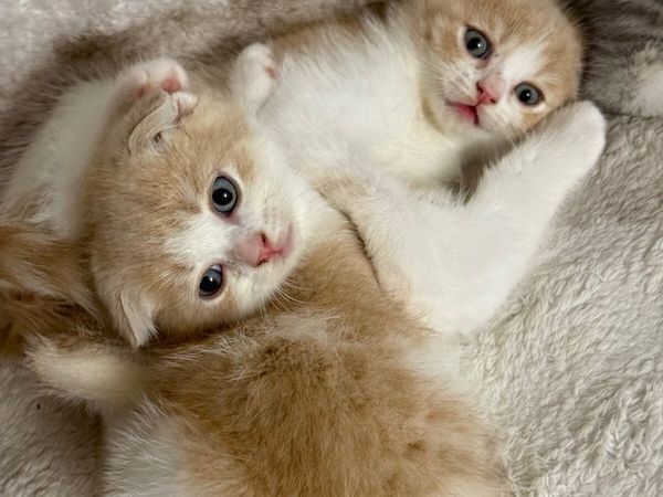 British Shorthair and Scottish Fold - Main image