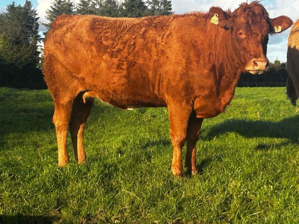 In-Calf Limousin Heifer - Main image