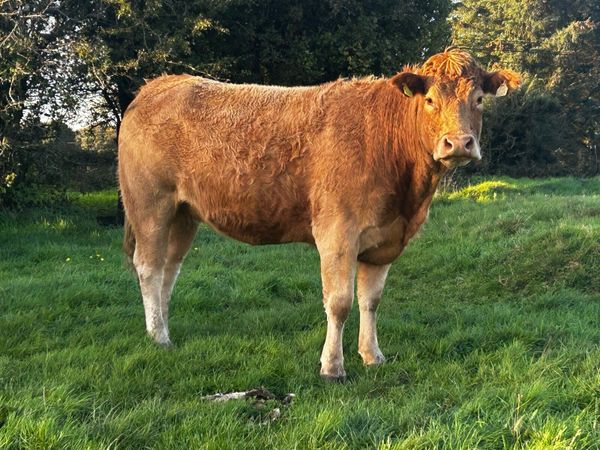 Limousin X Charolais In-Calf Heifer - Main image