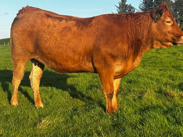 Incalf Heifer Due Of October To A.I LM Proper - Main image