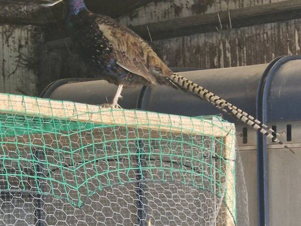 Pheasants - Main image