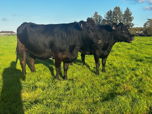 Three In-Calf Angus Heifers - Main image