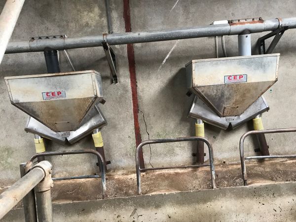 Cashman feeders - Main image