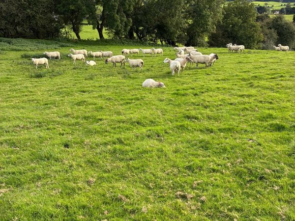 Breeding ewes (sheep) - Main image