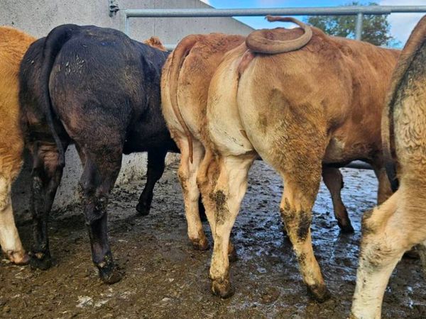 **8 Super Limousin Heifers ** - Main image