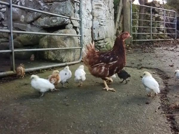 Hen and chicks - Main image