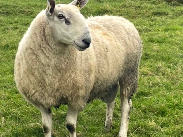 Bluefaced Leicester cross north country ram - Main image