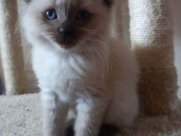 Ragdoll  mainecoon - Main image
