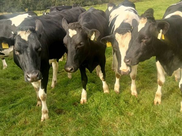 44 Incalf Hol/Fr Hfs in top EBI herd - Main image