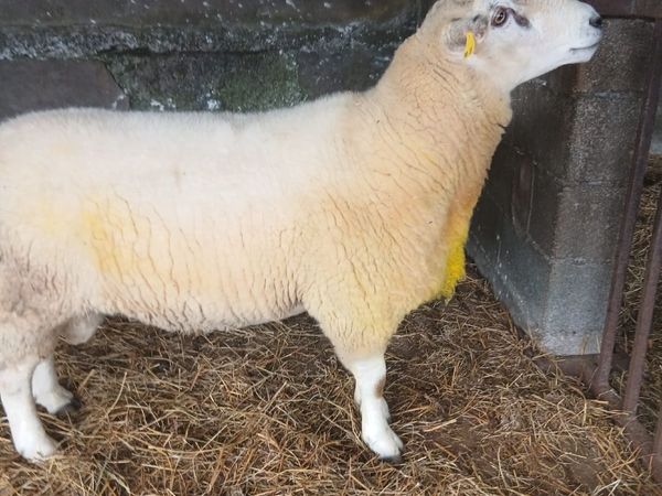 Sheep - Main image