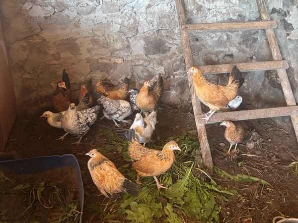 Chickens - Main image