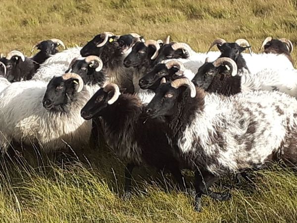 🔥 20 Mayo/Connemara Blackface Mountain Hoggets 🔥 - Main image