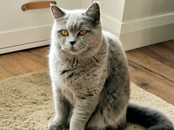 British Shorthair Cat - Main image