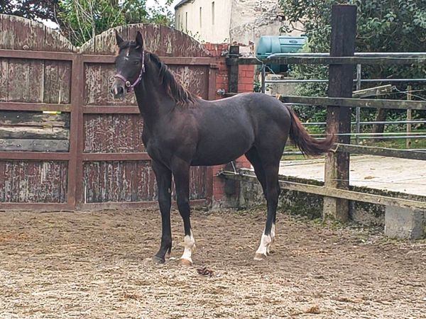 Selection of well bred sports horse foals - Main image