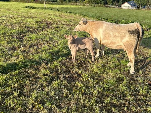 Cows with calves - Main image