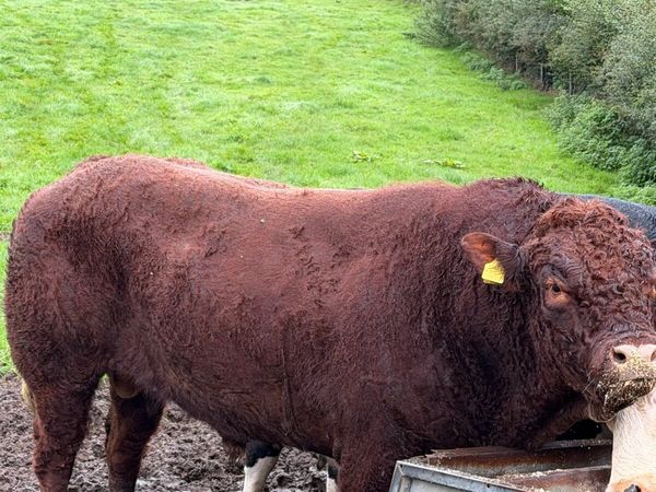 Pedigree Saler bull - Main image