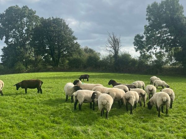 Suffolk X Hoggets - Main image
