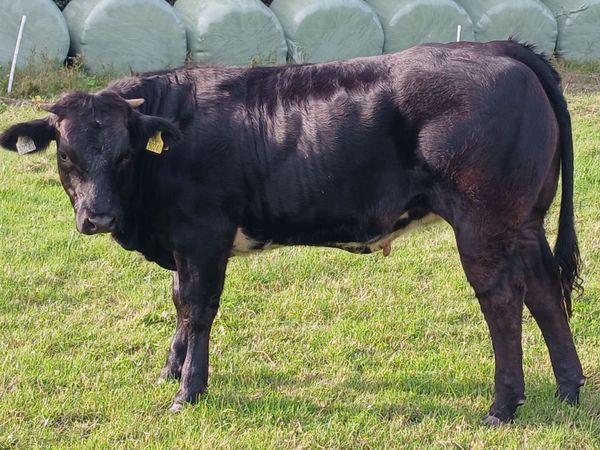 Heifer - Main image