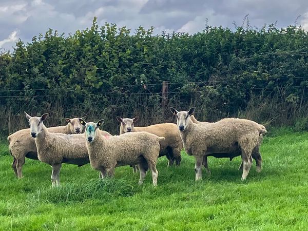 3 Hogget Rams - Main image