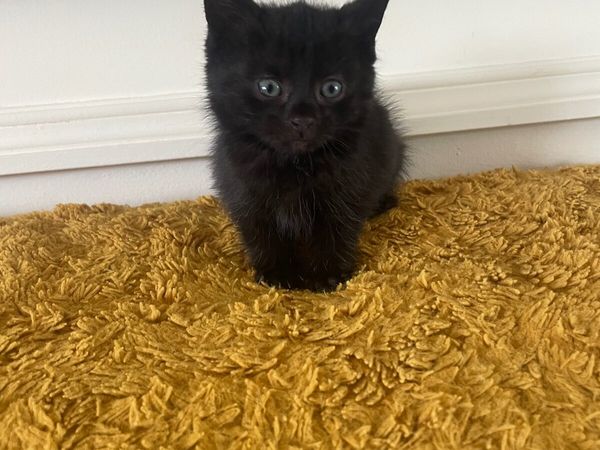 Kittens - Main image