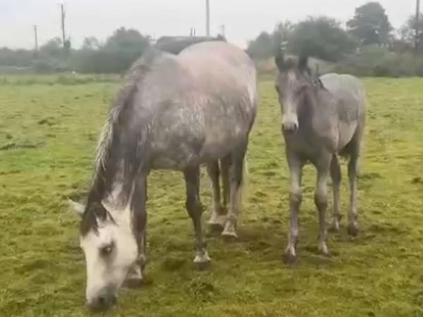 Connemara Colt foals - Main image