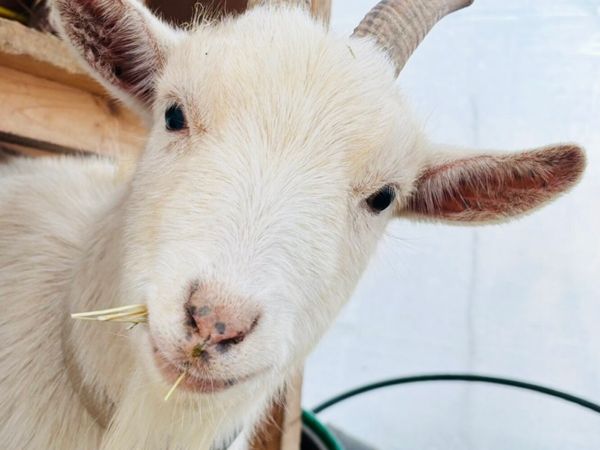 Pygmy Goats - Main image