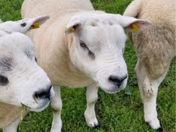 Pedigree texel hogget rams - Main image