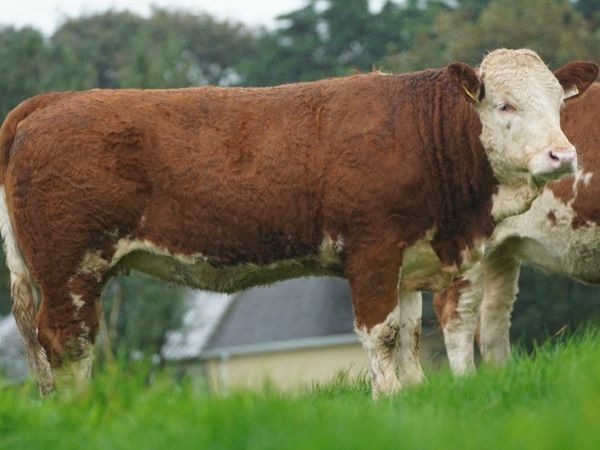 Simmental X Heifers for sale - Main image