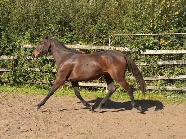 Yearling filly - Main image