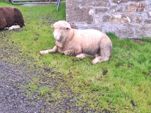 Dorset and Zwartble Ram Lamb - Main image