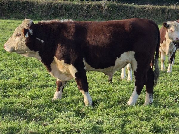 Polled Hereford Bulls - Main image