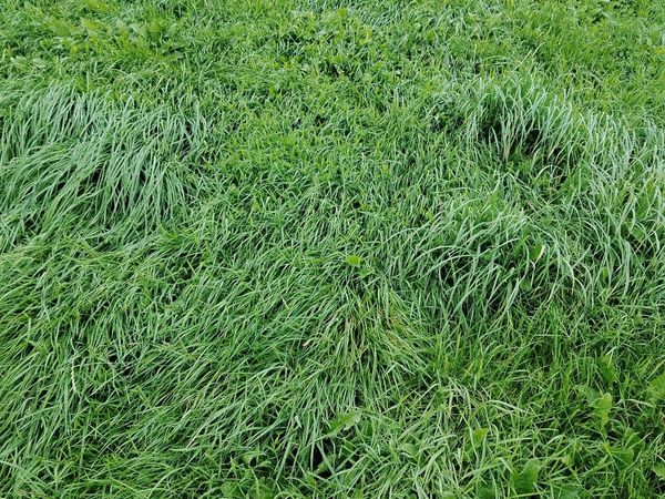 Grass silage - Main image