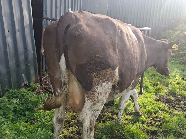 Simmental  second calf cow - Main image