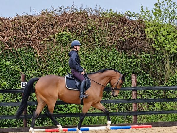 16.2 TB Gelding - Main image