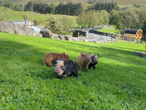 Kune kune pig - Main image