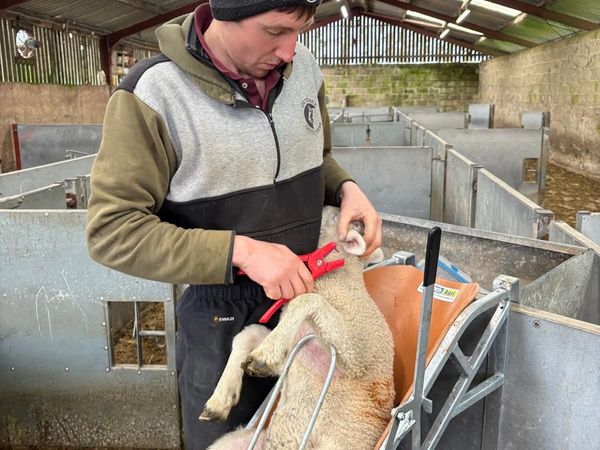 Lamb Chutes - Main image