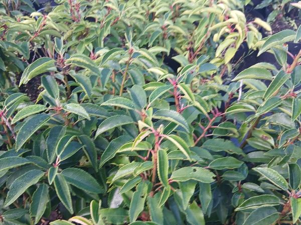 Portuguese Laurel €3.50 per potted plant - Main image