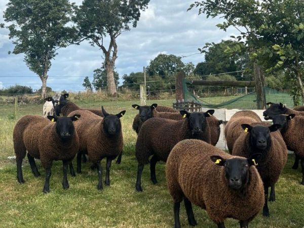 Texel cross ewes - Main image