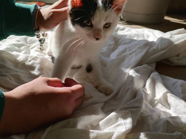 Kittens - Main image