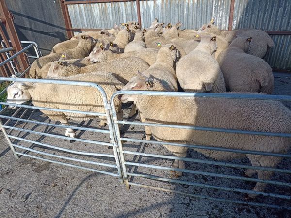 Sheep - Main image
