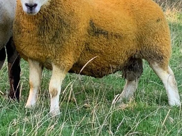 North country Cheviot rams - Main image