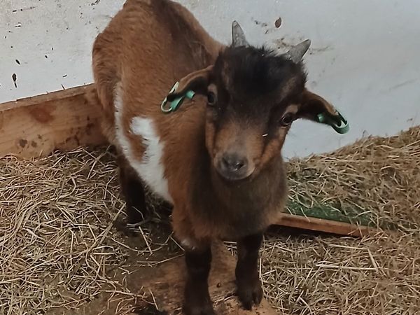 Purebred Male Pygmy Goat Kid - Main image