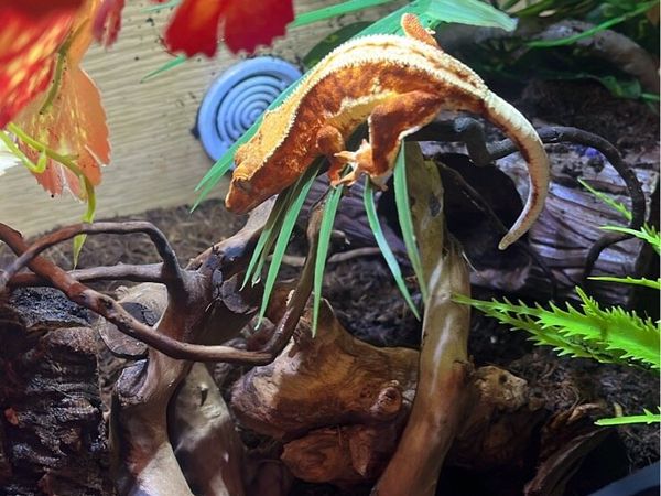 Crested Gecko - Main image