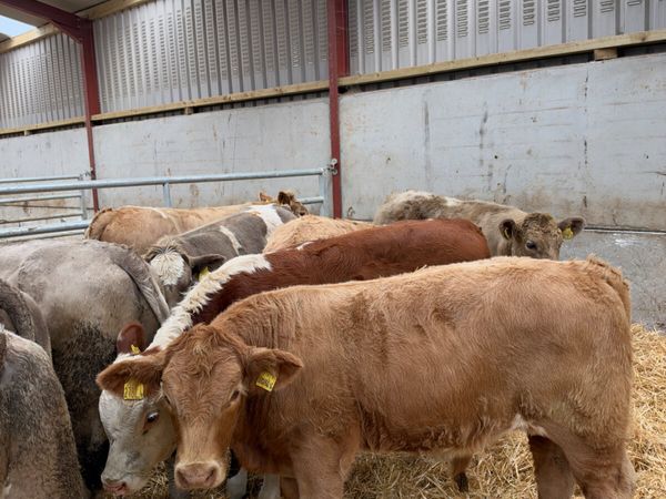 Charolais bullocks - Main image