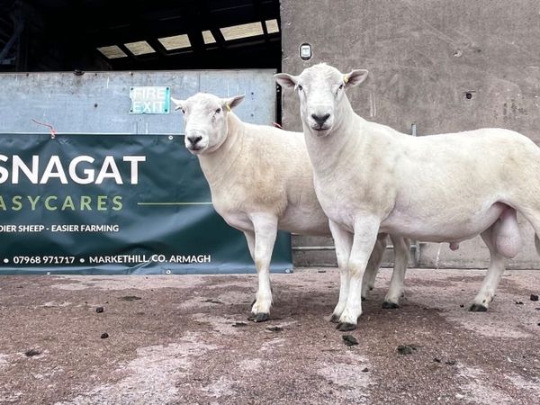 Easycare rams - Main image