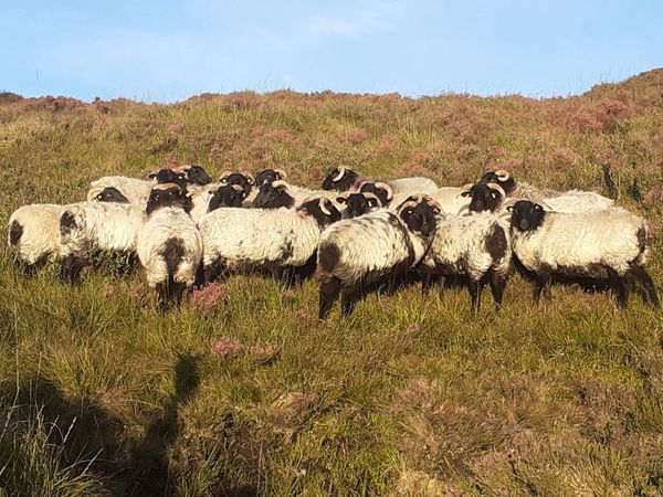 🔥 20 Mayo/Connemara Blackface Mountain Hoggets 🔥 - Main image