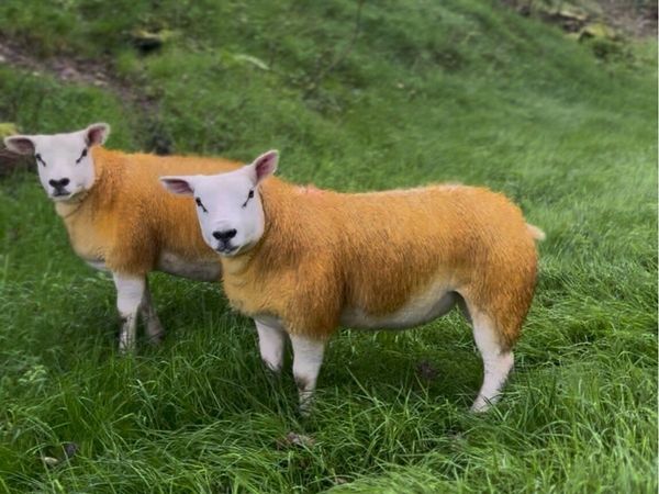 Pedigree Texel ewe lambs - Main image