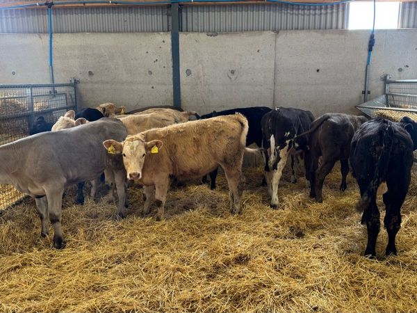 Continental Heifers - Main image