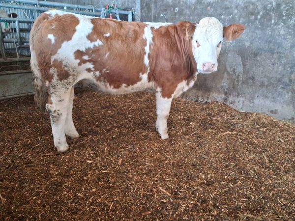 Pedigree Simmental Heifers - Main image