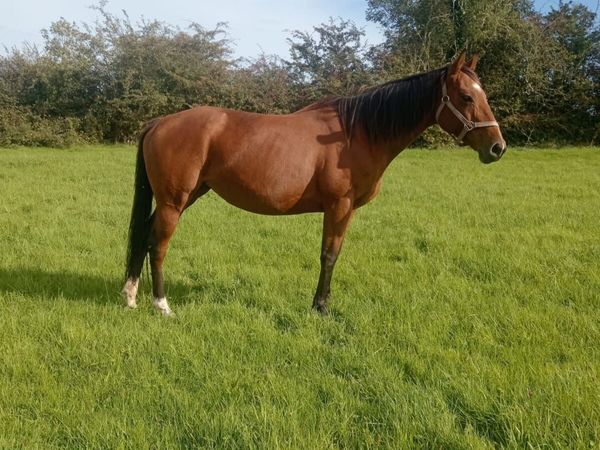 Tb brood mare - Main image